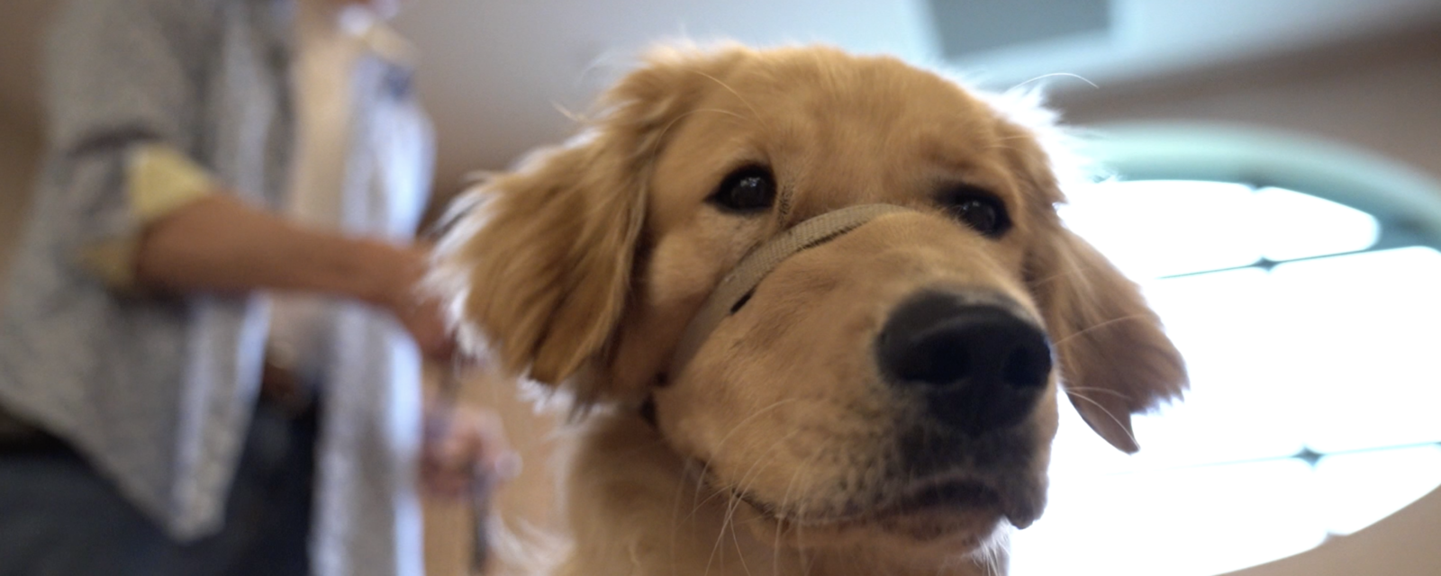 Lakeview Resident Finds Purpose in Raising Puppies for People with Disabilities